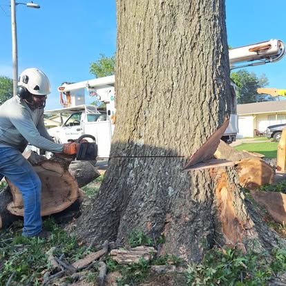 Professional making a precision cut at the base of an oak