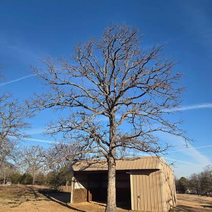 Large bare oak being assessed for trimming